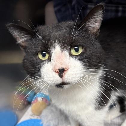 Hayden, a ADOPTABLE Domestic Short Hair in North Myrtle Beach, SC image 2/6