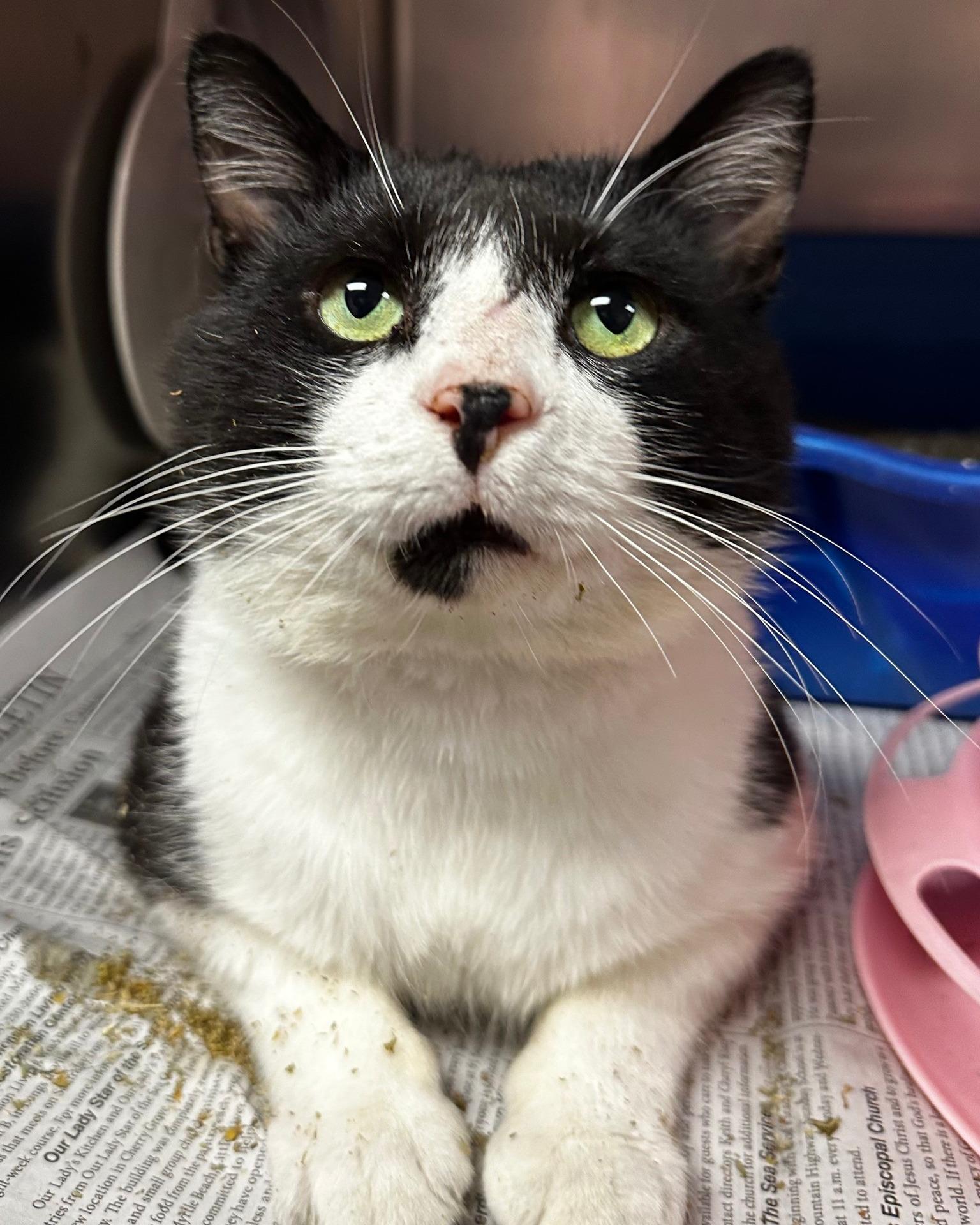 Hayden, a ADOPTABLE Domestic Short Hair in North Myrtle Beach, SC image 4/6