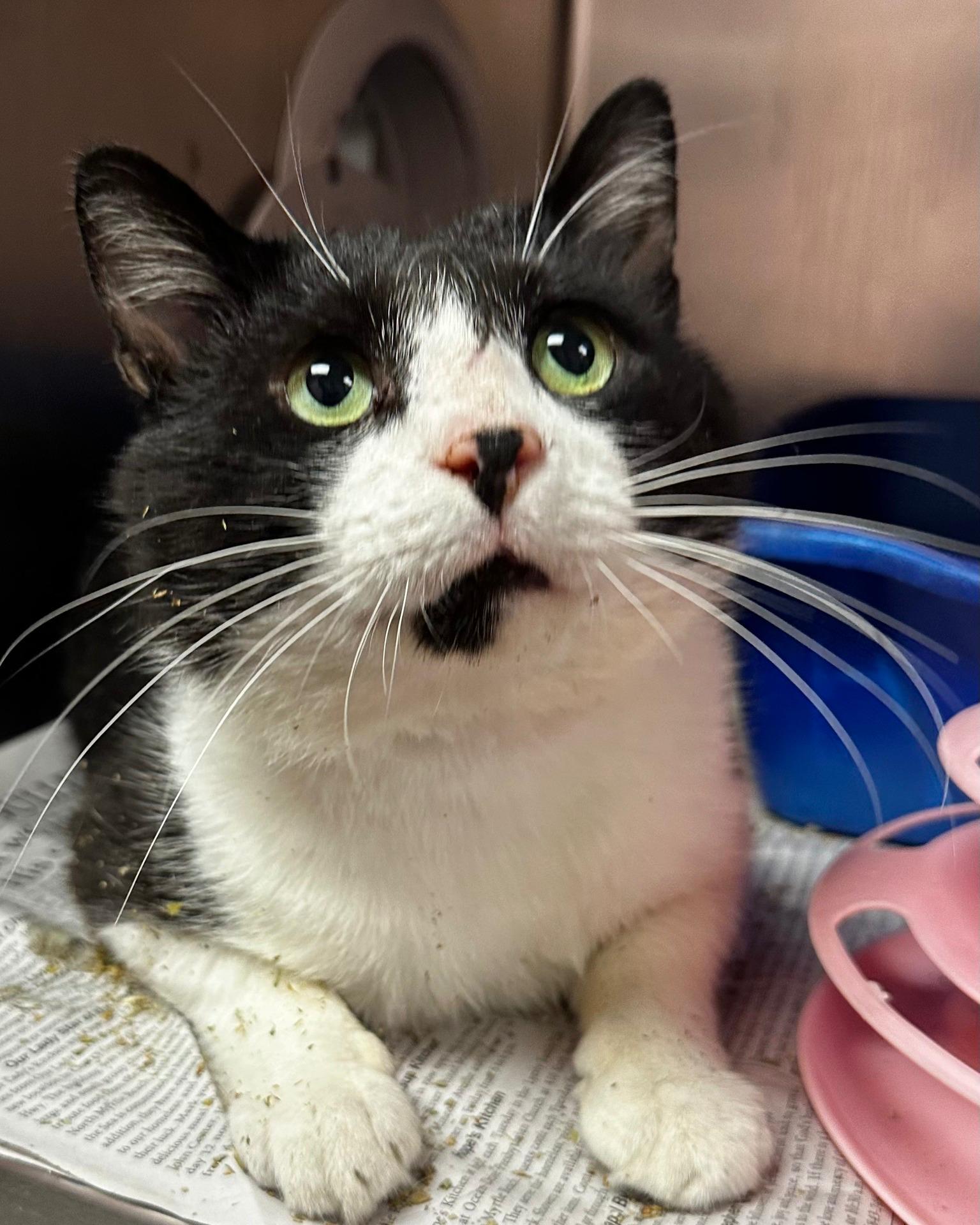 Hayden, a ADOPTABLE Domestic Short Hair in North Myrtle Beach, SC image 3/6