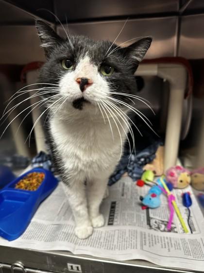 Hayden, a ADOPTABLE Domestic Short Hair in North Myrtle Beach, SC image 6/6