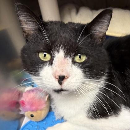 Hayden, a ADOPTABLE Domestic Short Hair in North Myrtle Beach, SC image 1/6