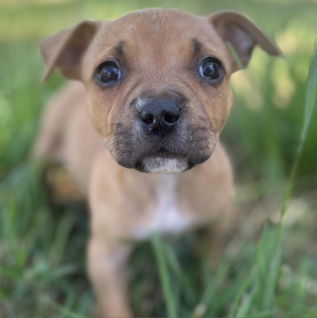 Enlarge Max, a Adoptable mixed breed in Fresno, CA image 6/6
