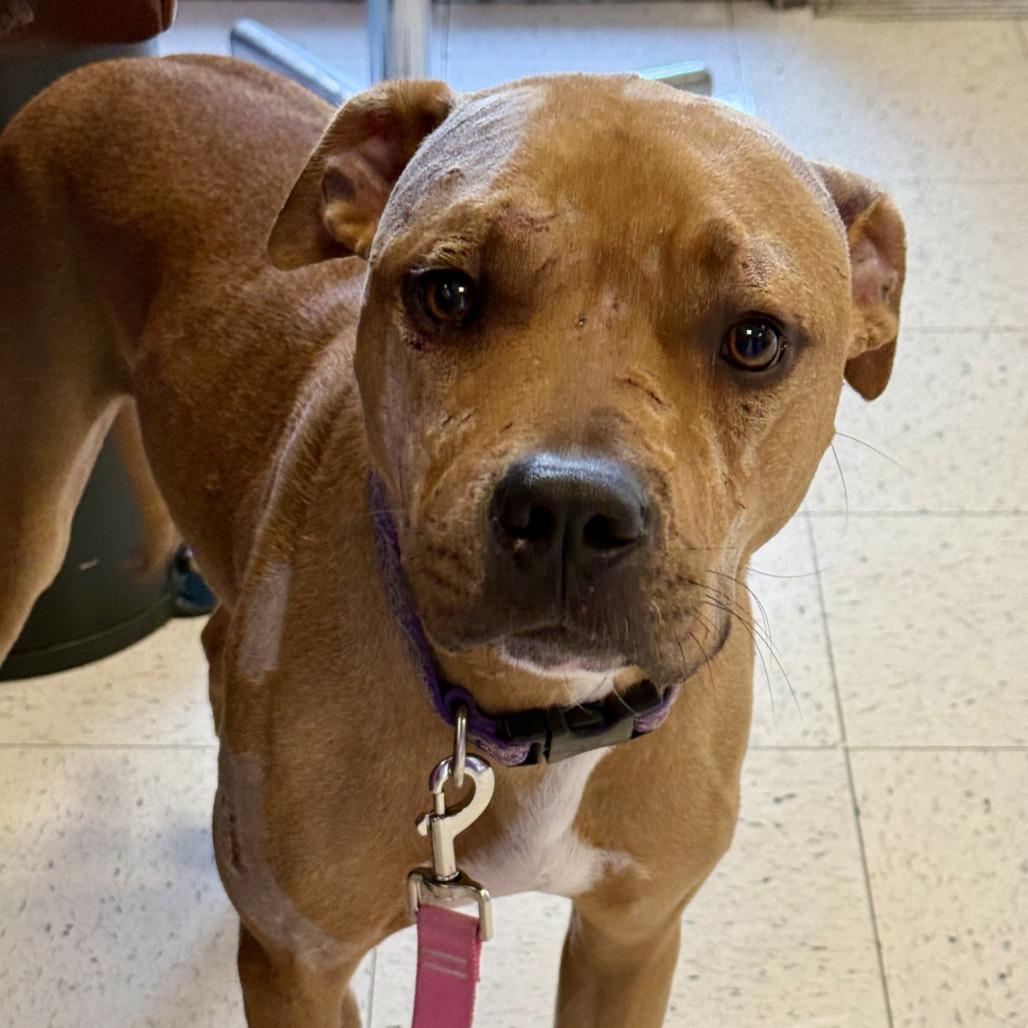 Enlarge Max, a Adoptable mixed breed in Fresno, CA image 3/6