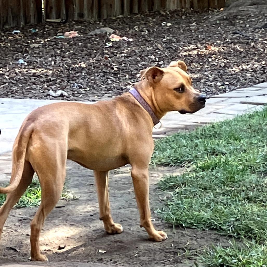 Enlarge Max, a Adoptable mixed breed in Fresno, CA image 4/6