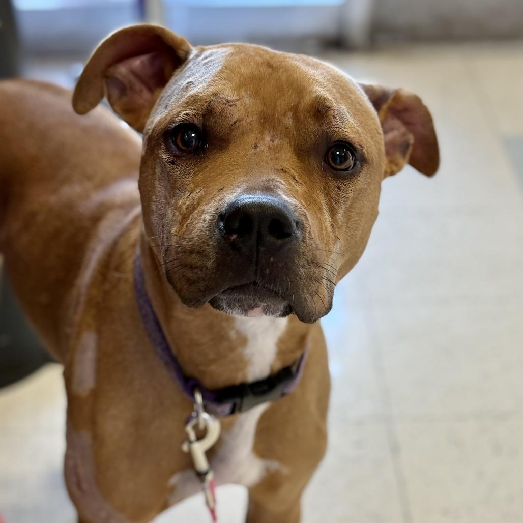 Enlarge Max, a Adoptable mixed breed in Fresno, CA image 1/6