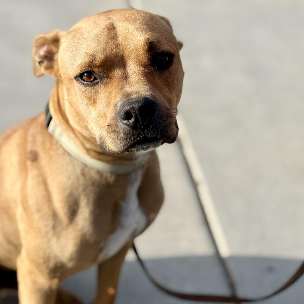 Enlarge Max, a Adoptable mixed breed in Fresno, CA image 2/6