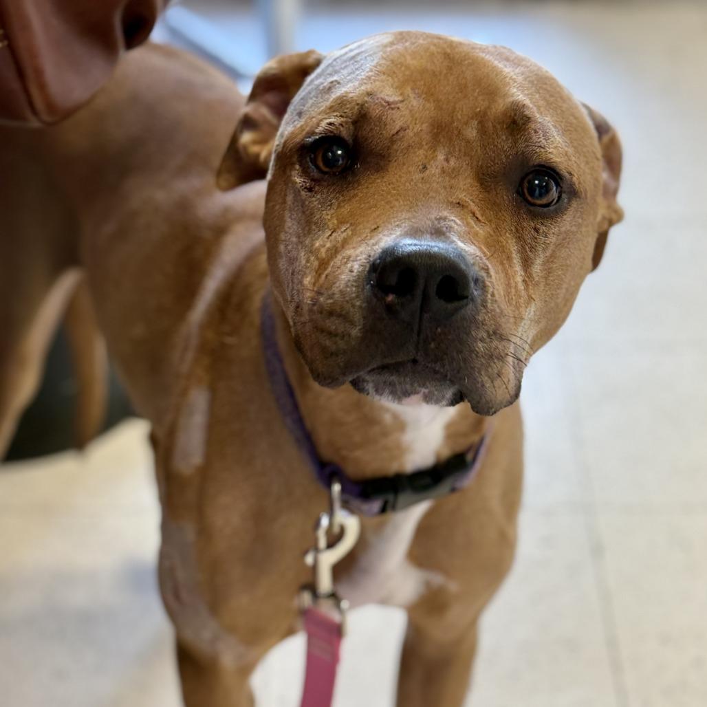 Enlarge Max, a Adoptable mixed breed in Fresno, CA image 5/6