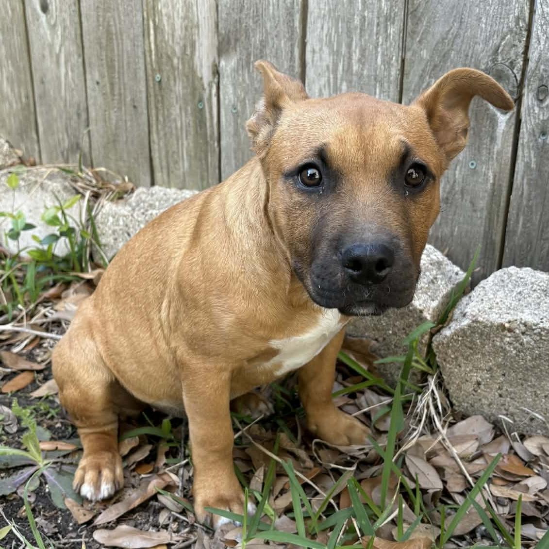 Enlarge Xena, a Adoptable mixed breed in Houston, TX image 3/3