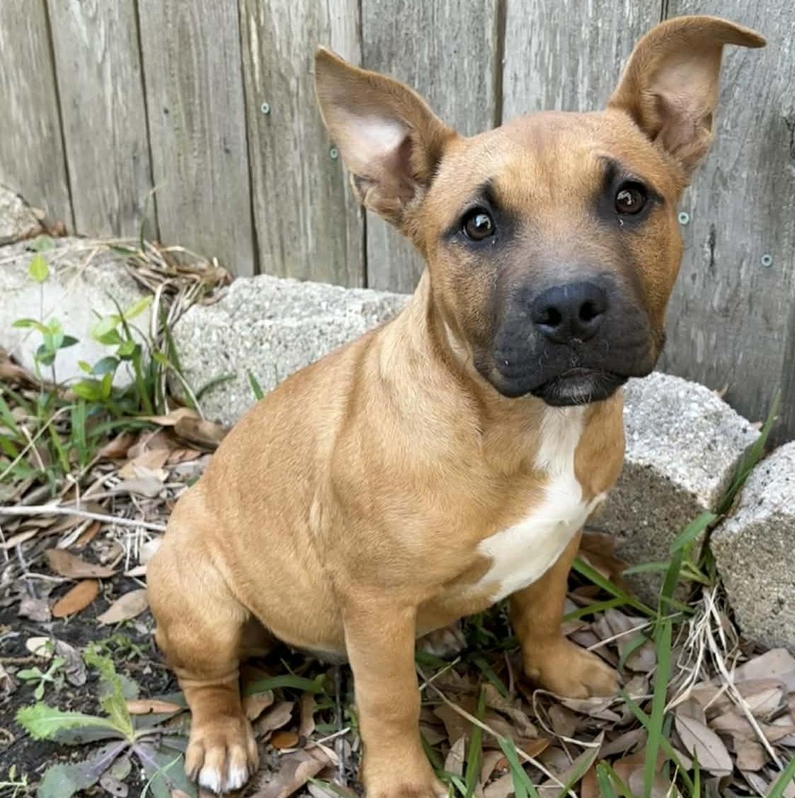 Enlarge Xena, a Adoptable mixed breed in Houston, TX image 2/3