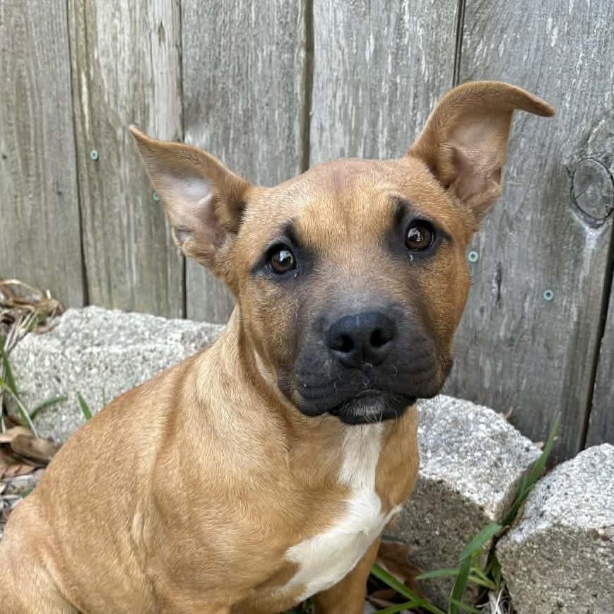 Enlarge Xena, a Adoptable mixed breed in Houston, TX image 1/3
