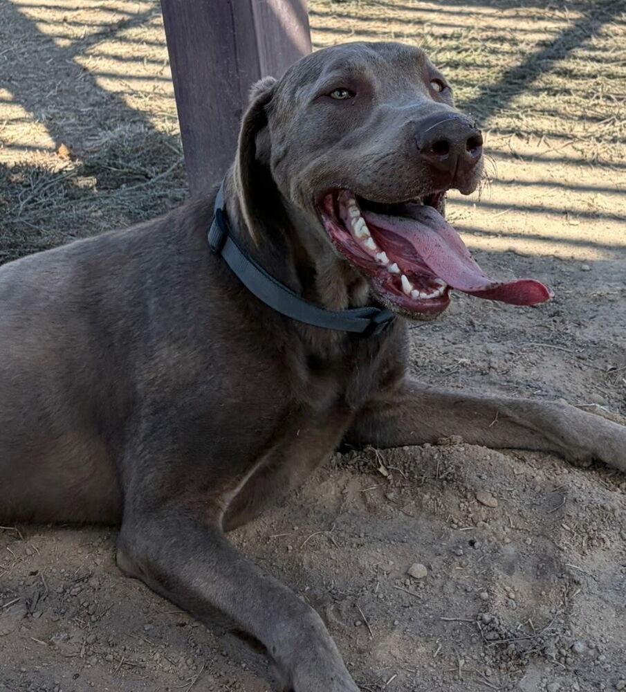 Pickles, Adoptable, Adult Male Labrador Retriever & Weimaraner.