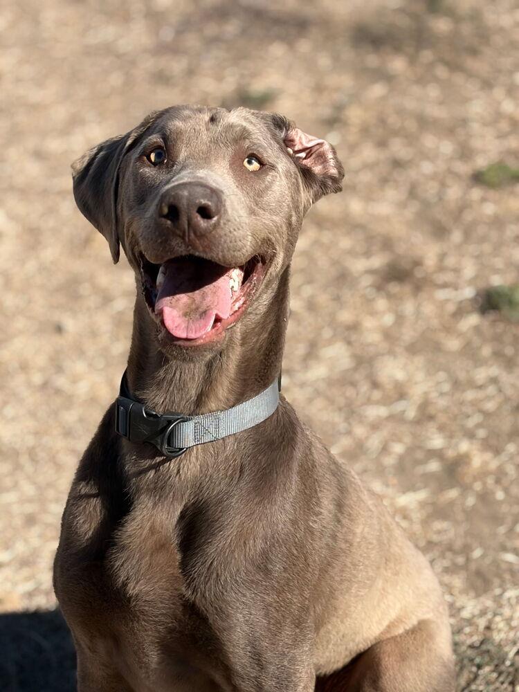 Enlarge Pickles, a Adoptable mixed breed in Santa Rosa, CA image 2/4