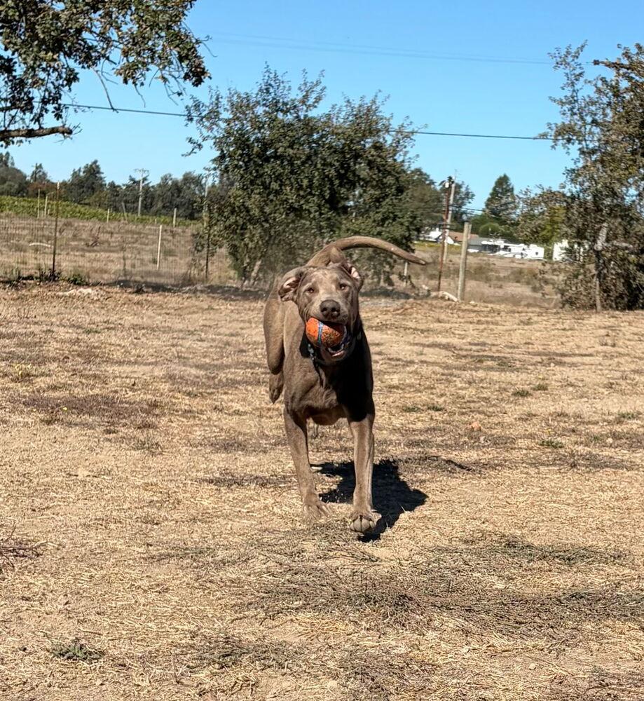 Enlarge Pickles, a Adoptable mixed breed in Santa Rosa, CA image 3/4
