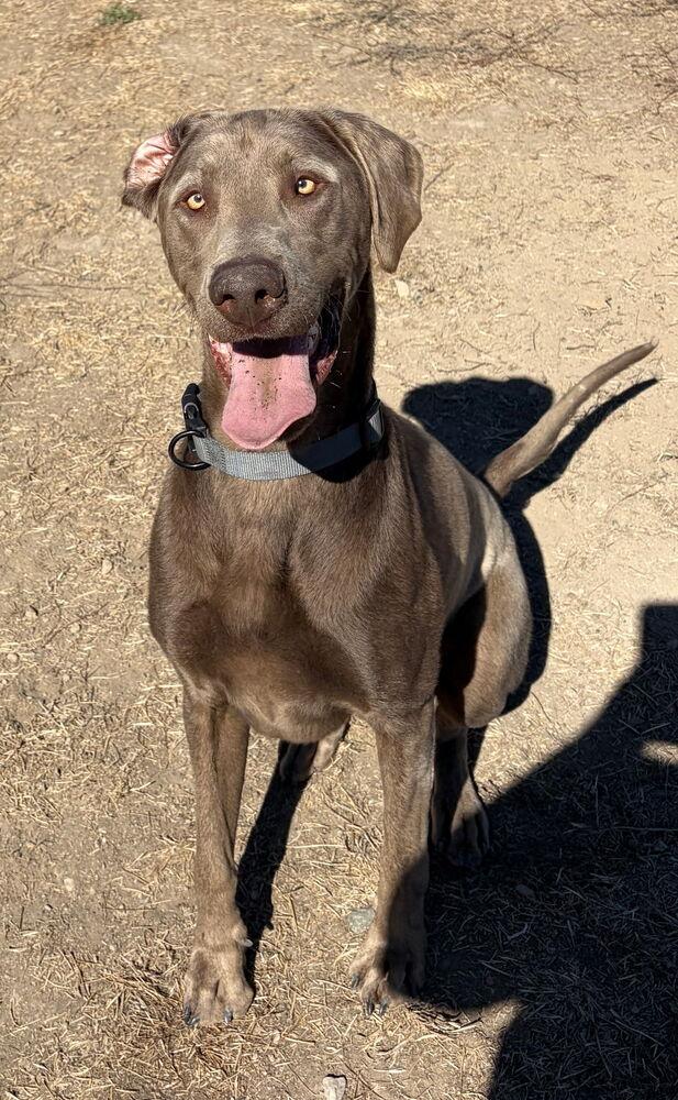 Enlarge Pickles, a Adoptable mixed breed in Santa Rosa, CA image 4/4