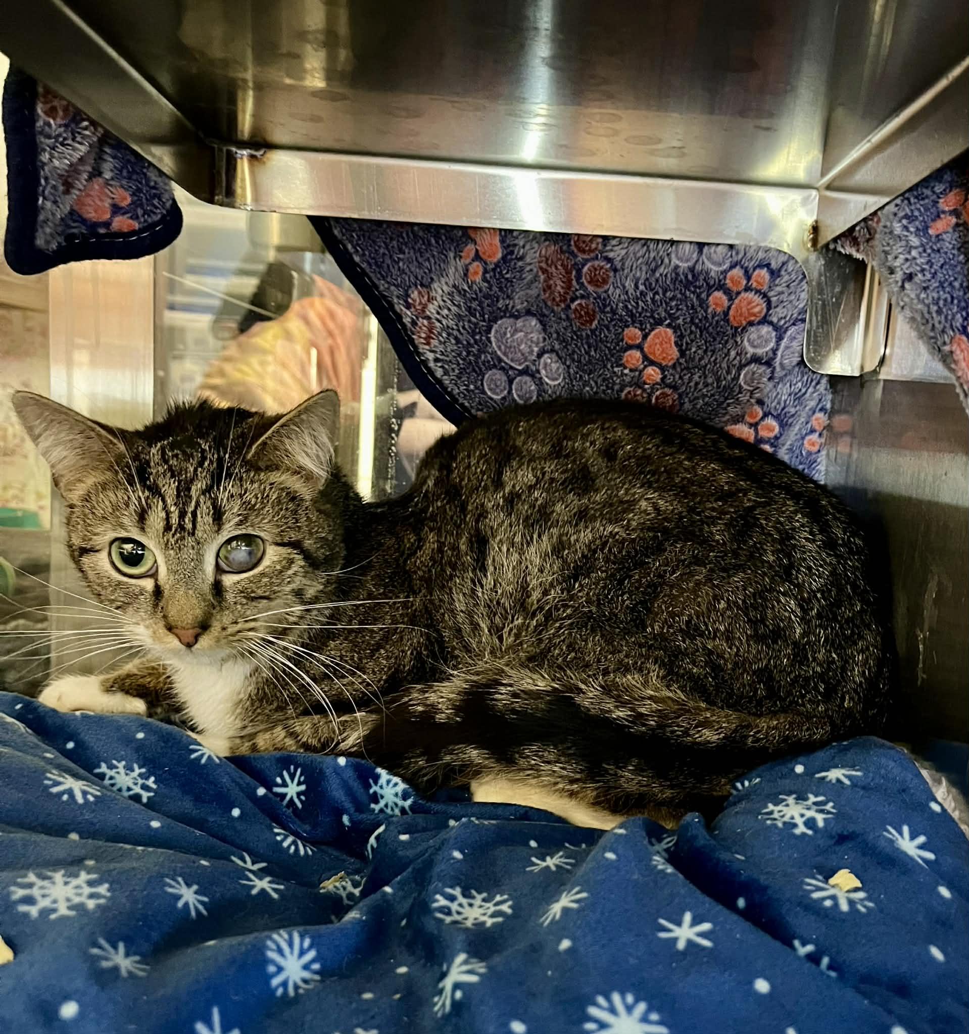 Ziggy, Adoptable, Young Male Domestic Short Hair.