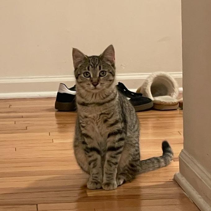 Enlarge Chandelier, an adopted Domestic Short Hair in Evanston, IL image 1/1
