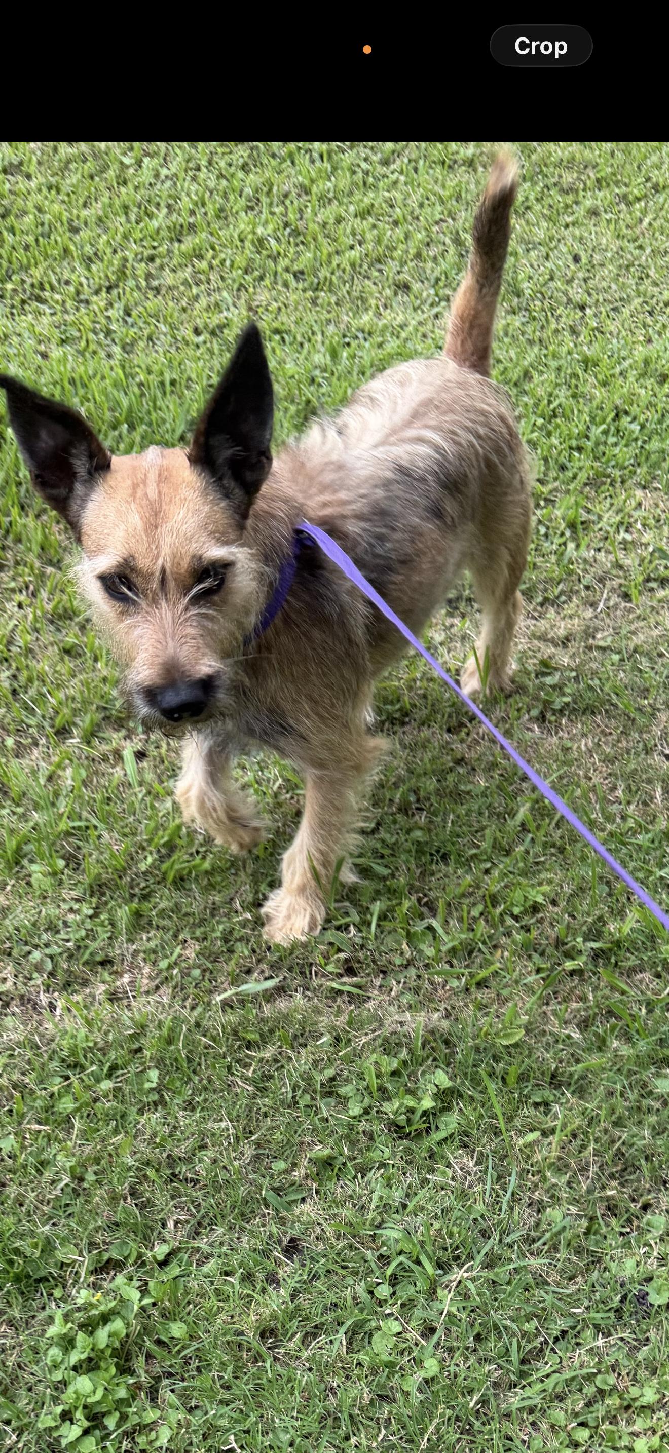 Antwan, ADOPTABLE, Adult Male Norfolk Terrier.
