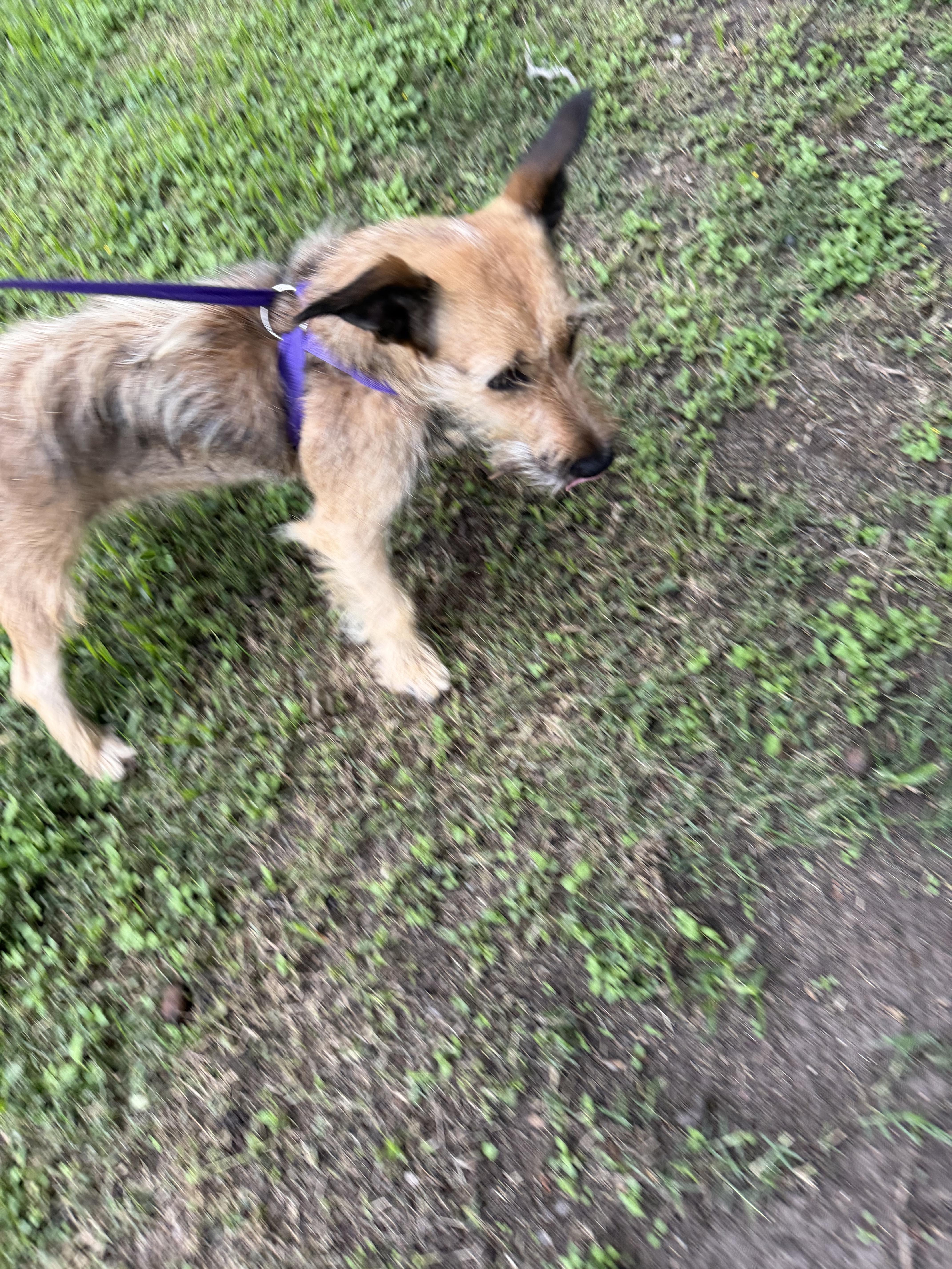 Antwan, a ADOPTABLE mixed breed in Warwick, RI image 2/4