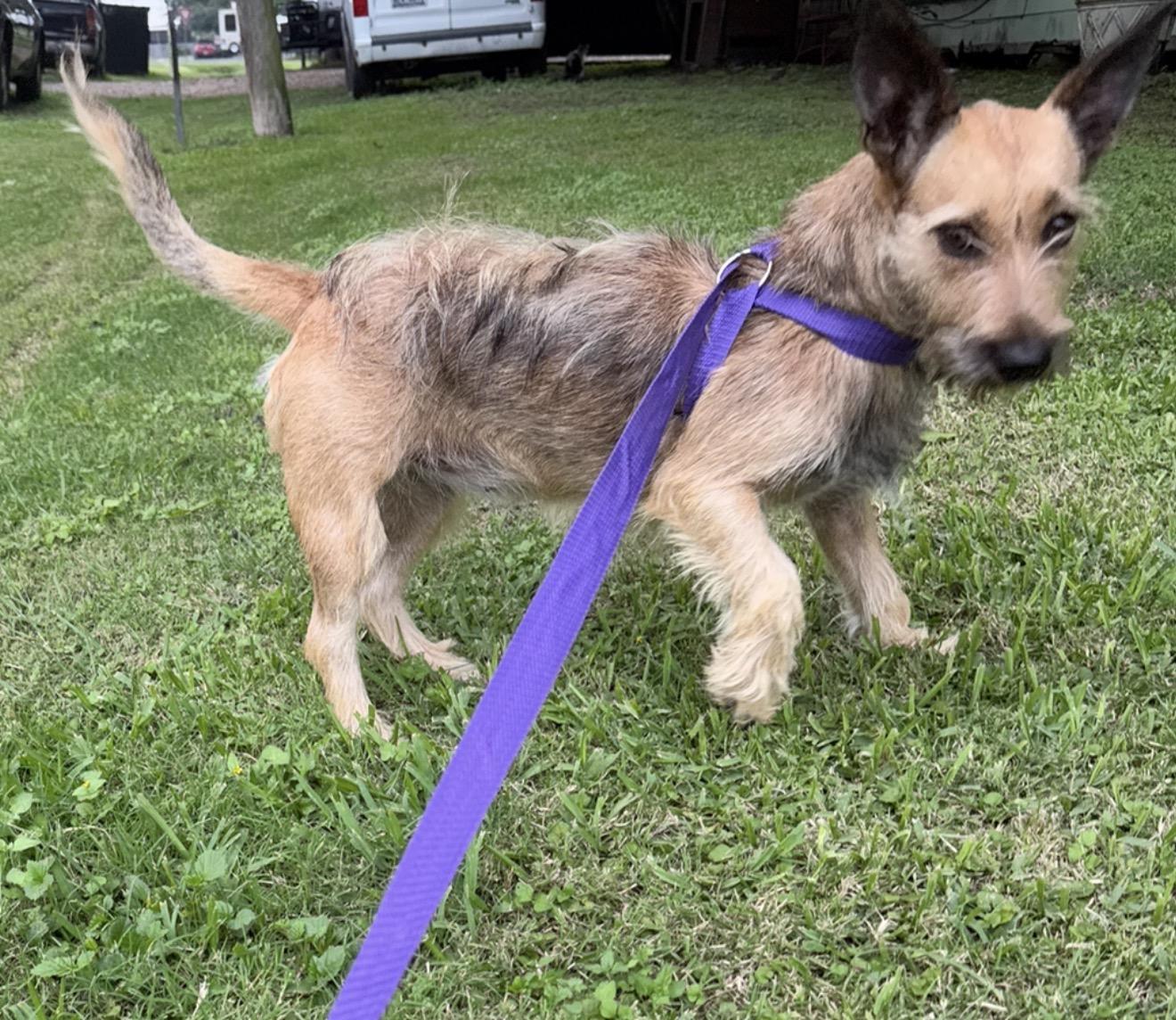 Antwan, a ADOPTABLE mixed breed in Warwick, RI image 3/4