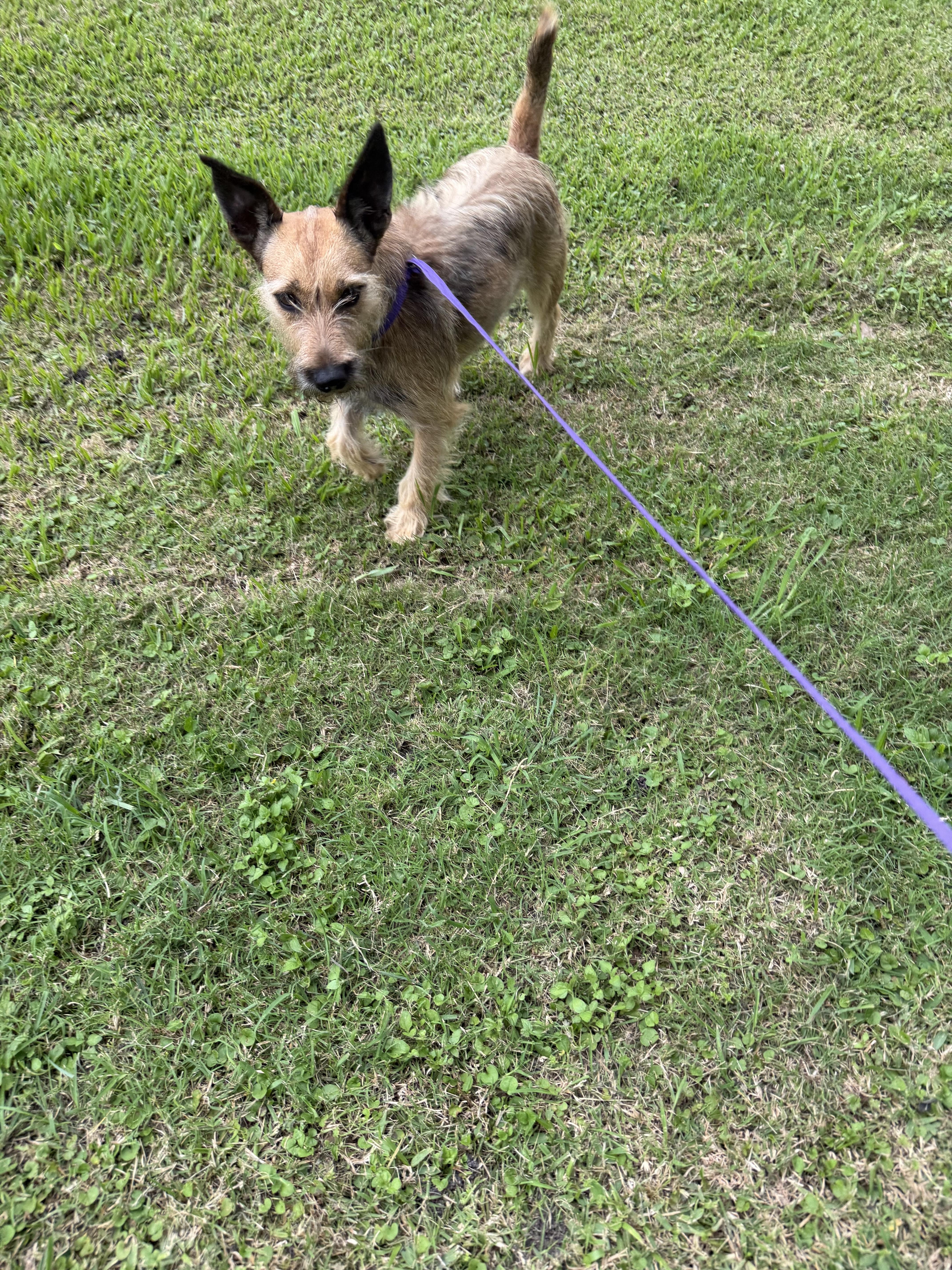 Antwan, a ADOPTABLE mixed breed in Warwick, RI image 4/4
