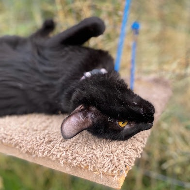 Enlarge Delilah, a Adoptable American Shorthair in Harrisville, UT image 4/5