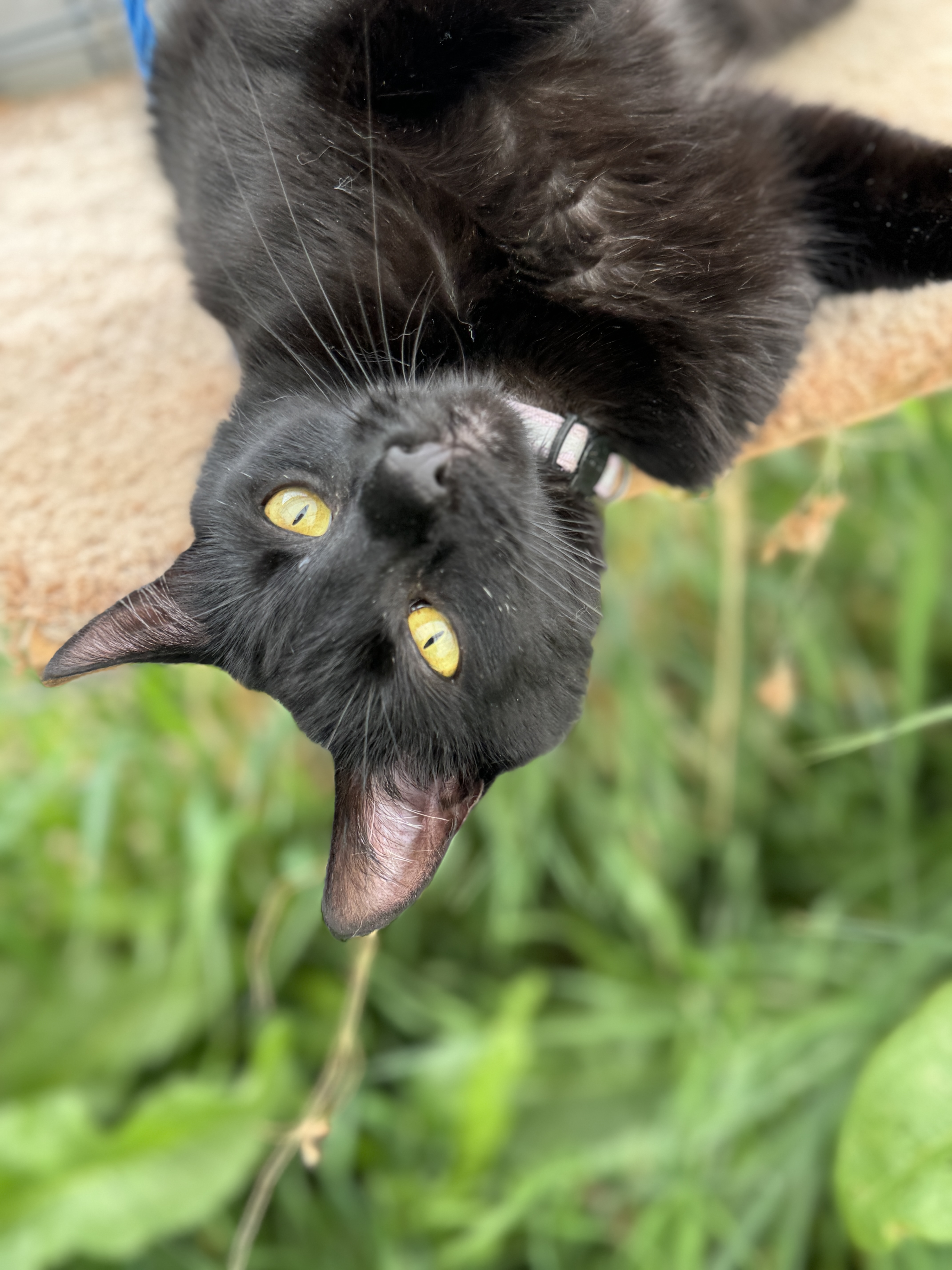 Enlarge Delilah, a Adoptable American Shorthair in Harrisville, UT image 2/5