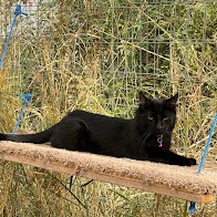 Enlarge Delilah, a Adoptable American Shorthair in Harrisville, UT image 3/5