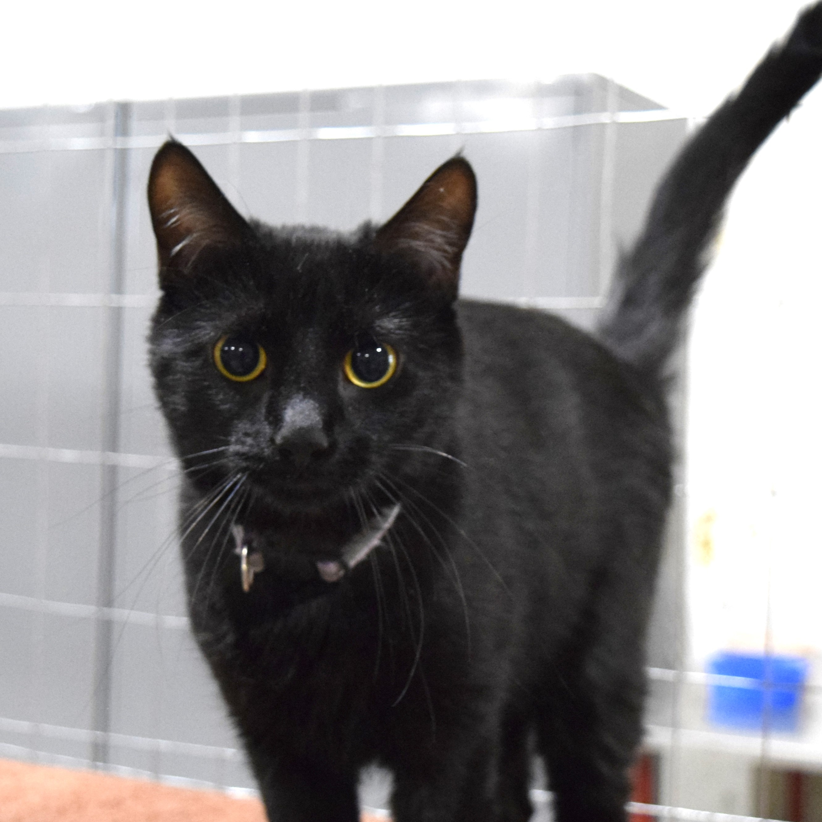 Enlarge Delilah, a Adoptable American Shorthair in Harrisville, UT image 1/5