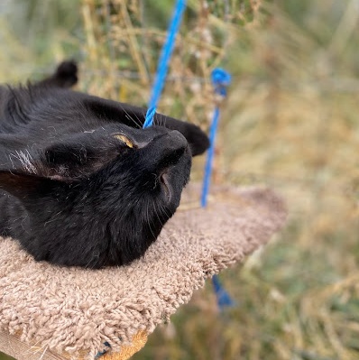 Enlarge Delilah, a Adoptable American Shorthair in Harrisville, UT image 5/5