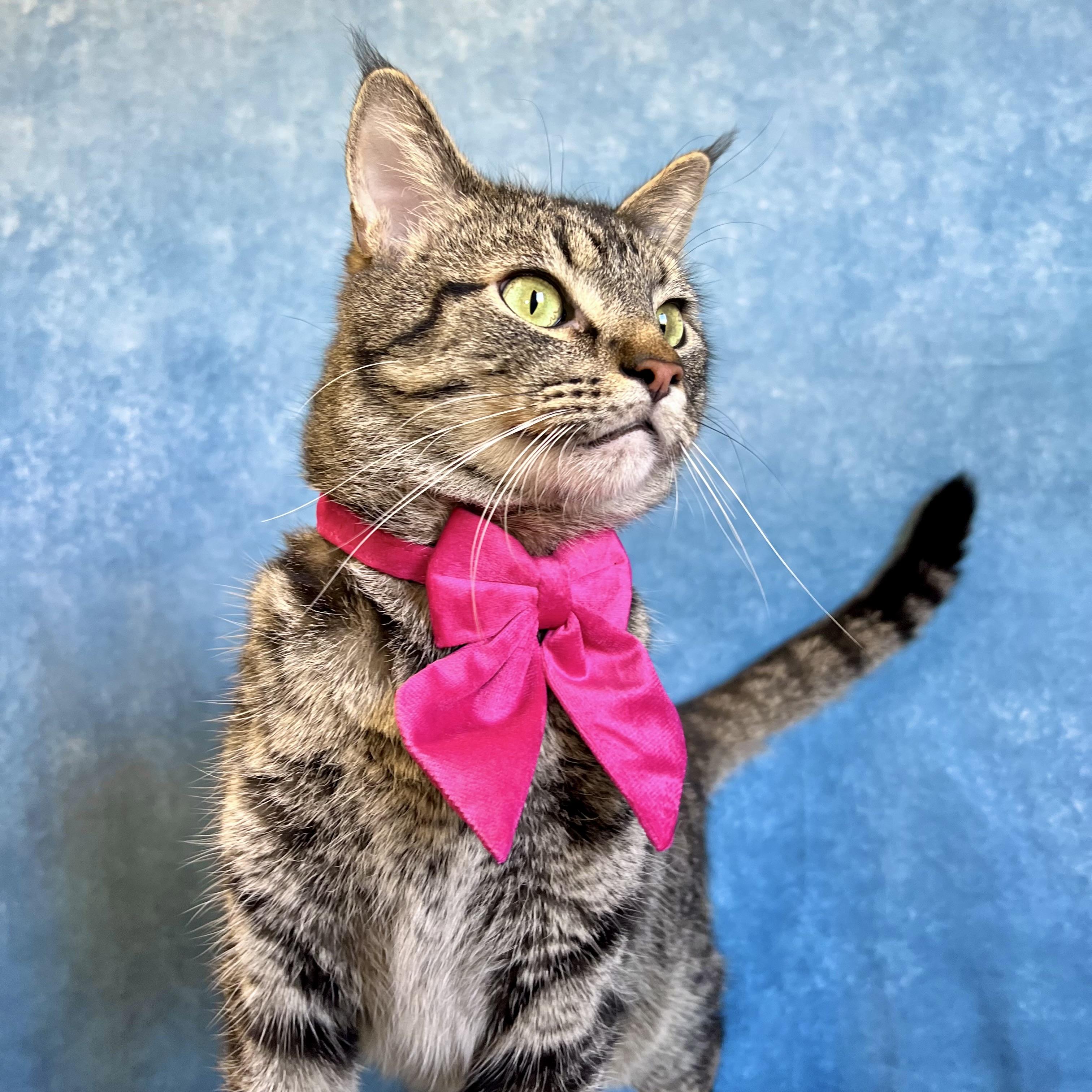 Enlarge Zoomie, an adoptable Domestic Short Hair in Fairmont, MN image 2/6