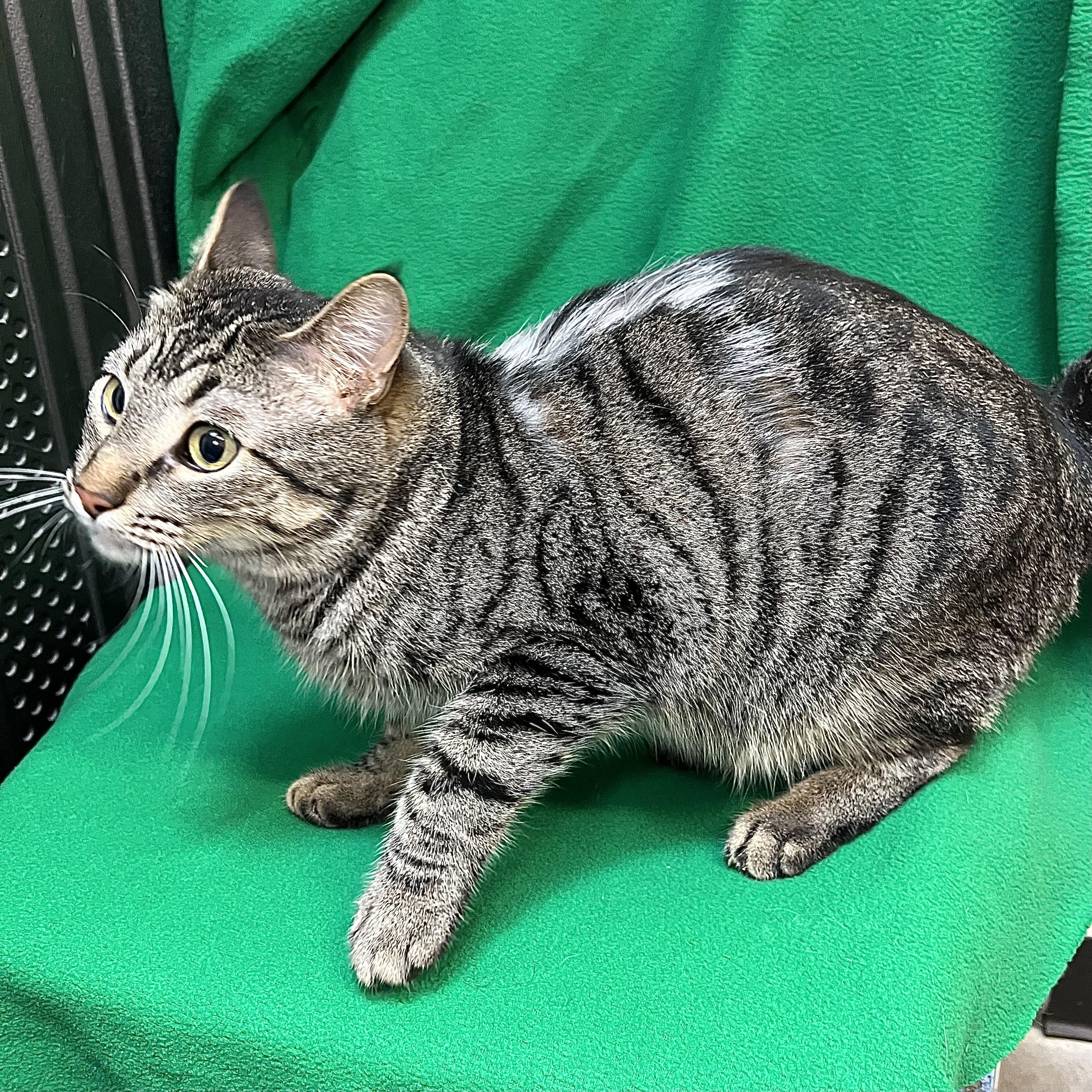 Zoomie, an adoptable Domestic Short Hair in Fairmont, MN image 3/6