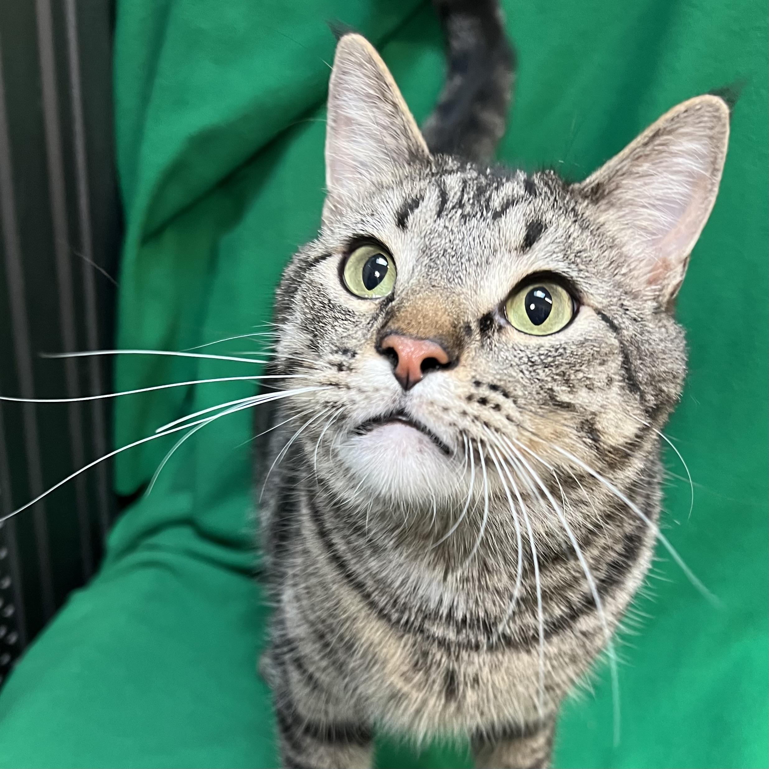 Zoomie, an adoptable Domestic Short Hair in Fairmont, MN image 2/6