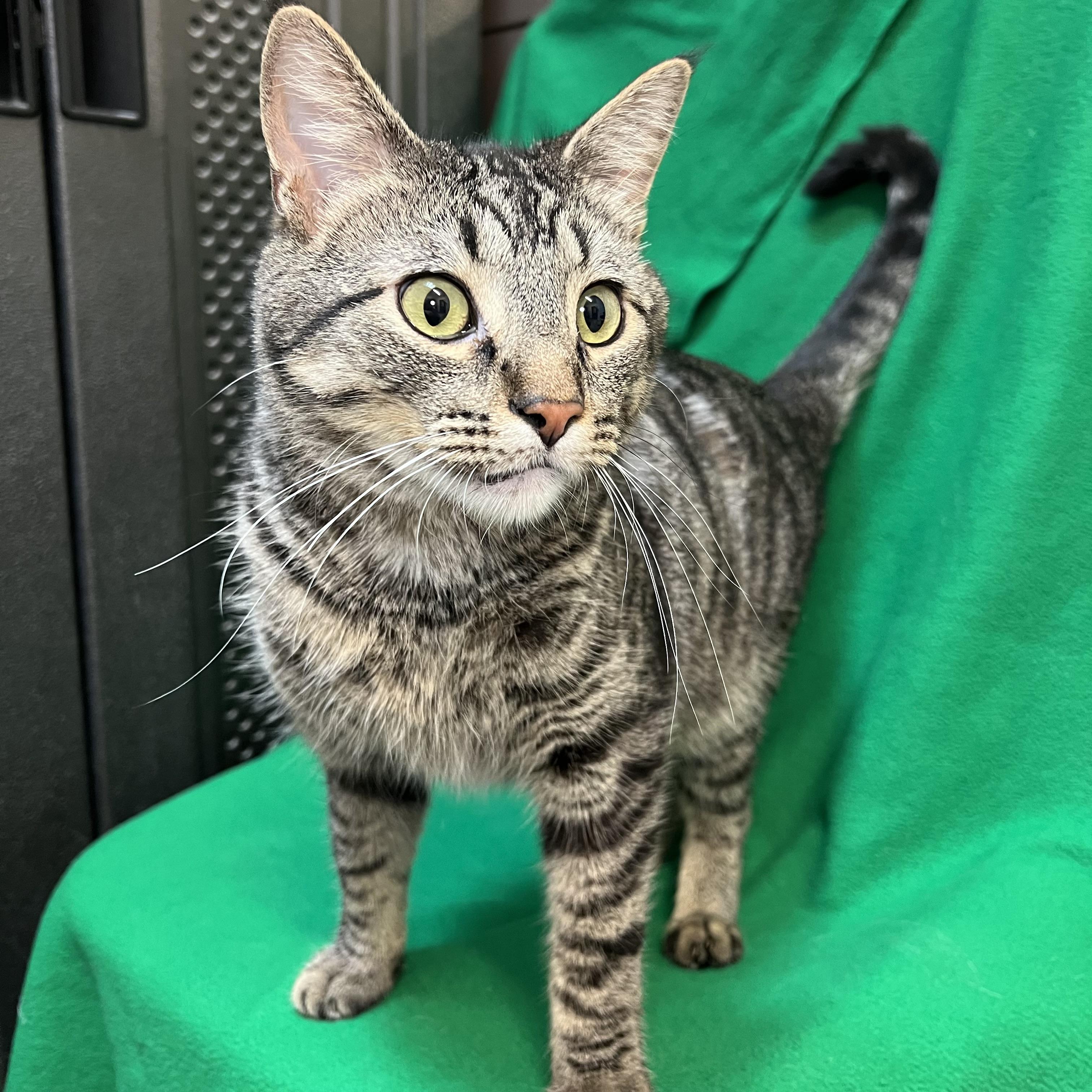 Zoomie, an adoptable Domestic Short Hair in Fairmont, MN image 4/6
