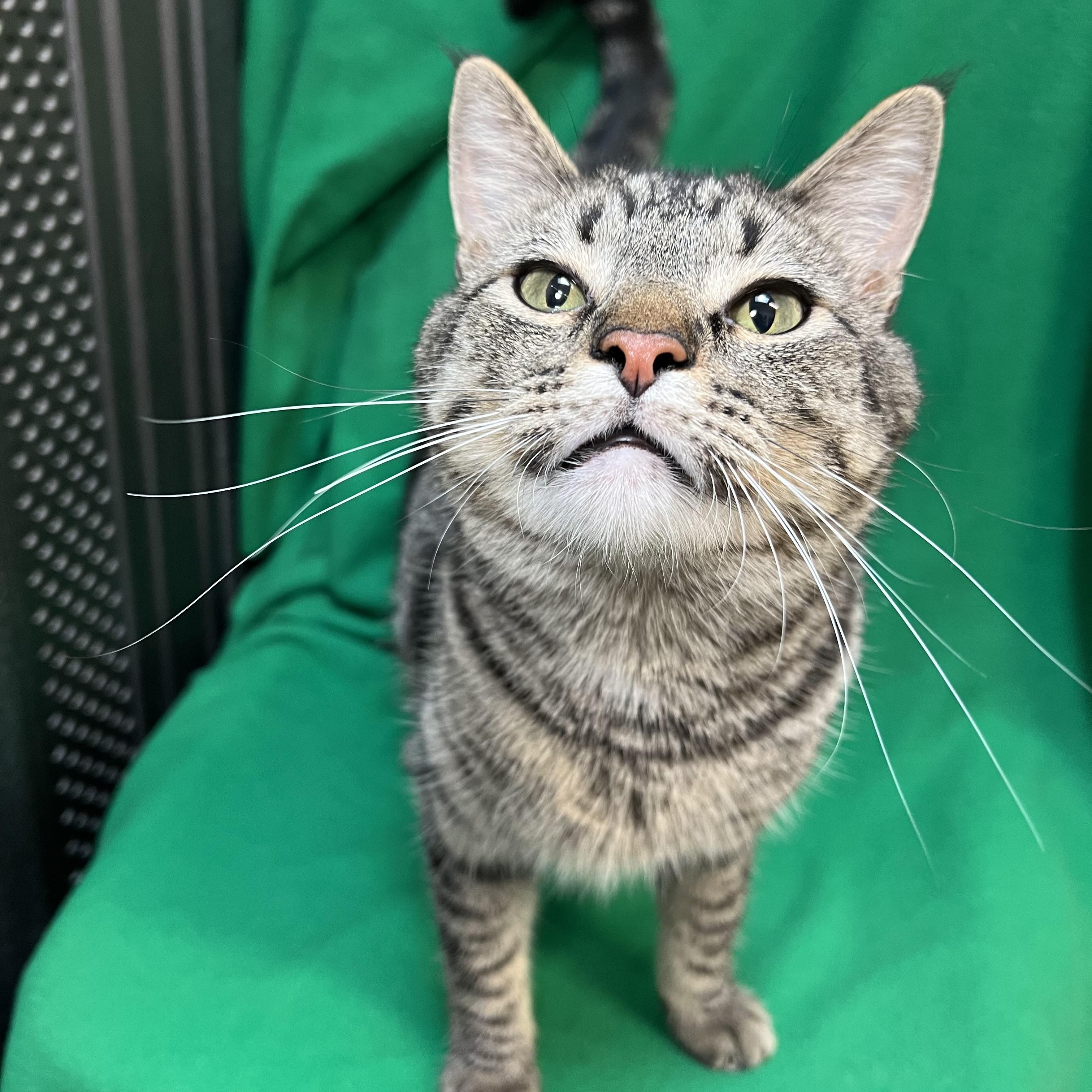 Zoomie, an adoptable Domestic Short Hair in Fairmont, MN image 5/6