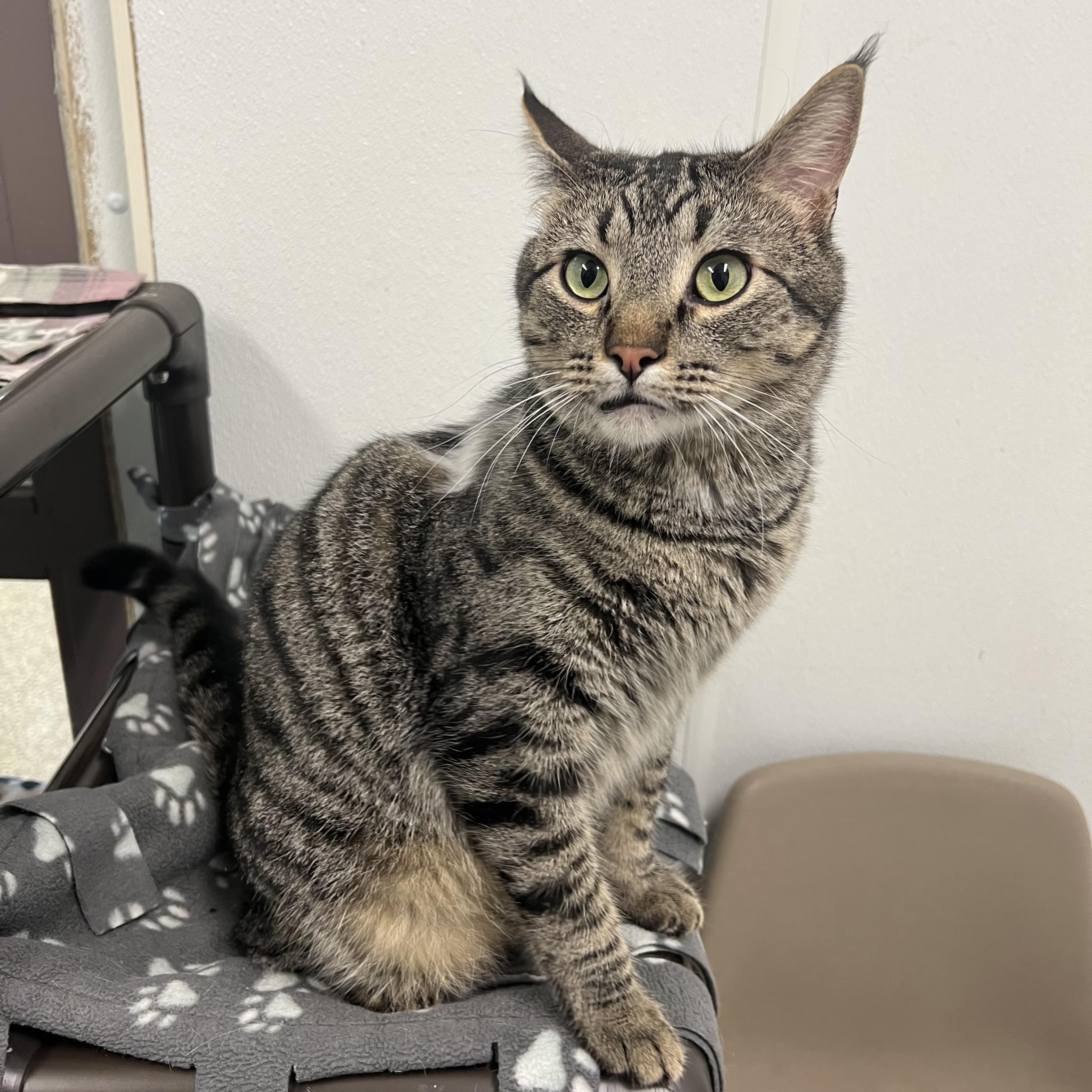 Zoomie - NO FEE (Sponsored by Figueroas Construction), adoptable, Young Male Domestic Short Hair.