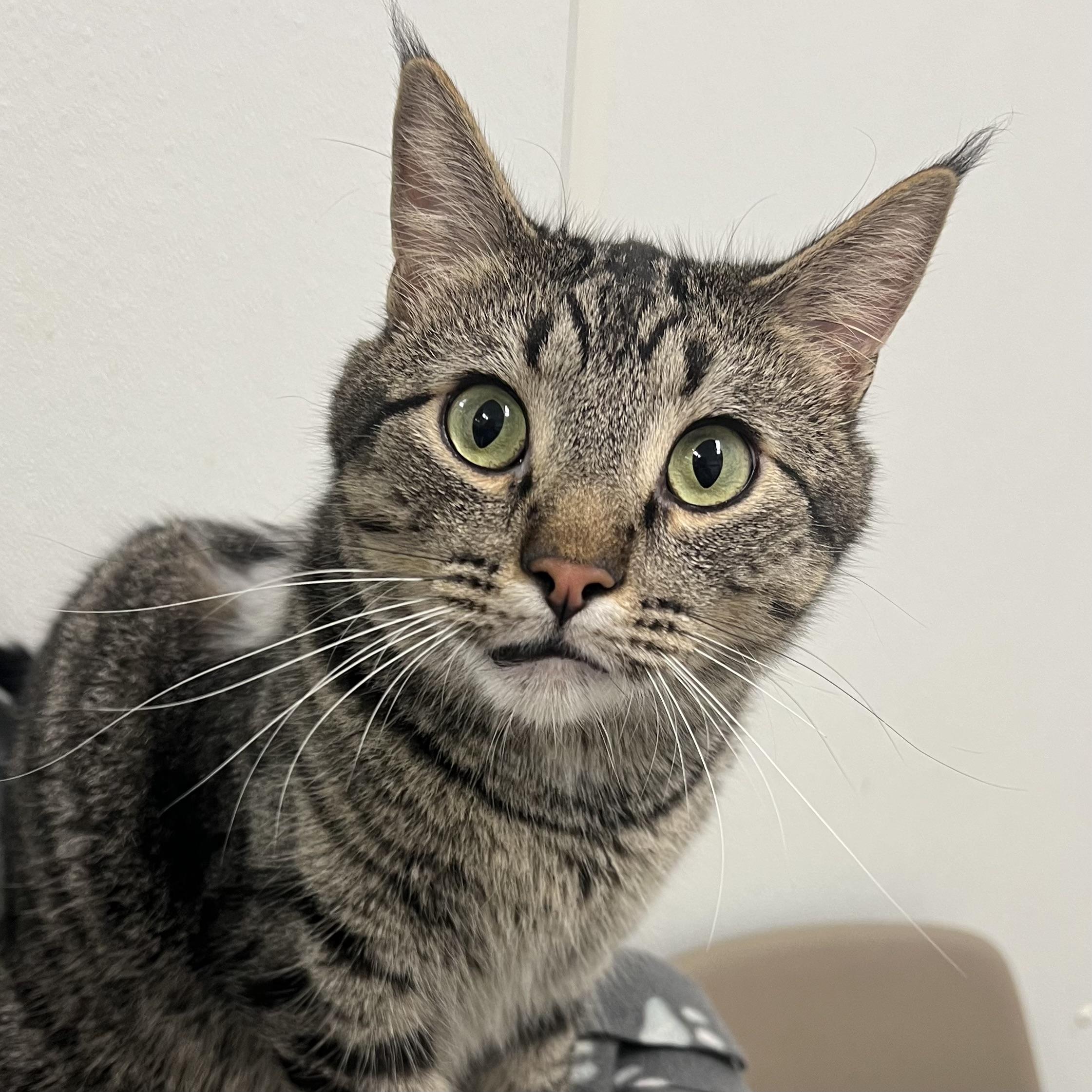 Zoomie - NO FEE (Sponsored by Figueroas Construction), an adoptable Domestic Short Hair in Fairmont, MN image 2/6