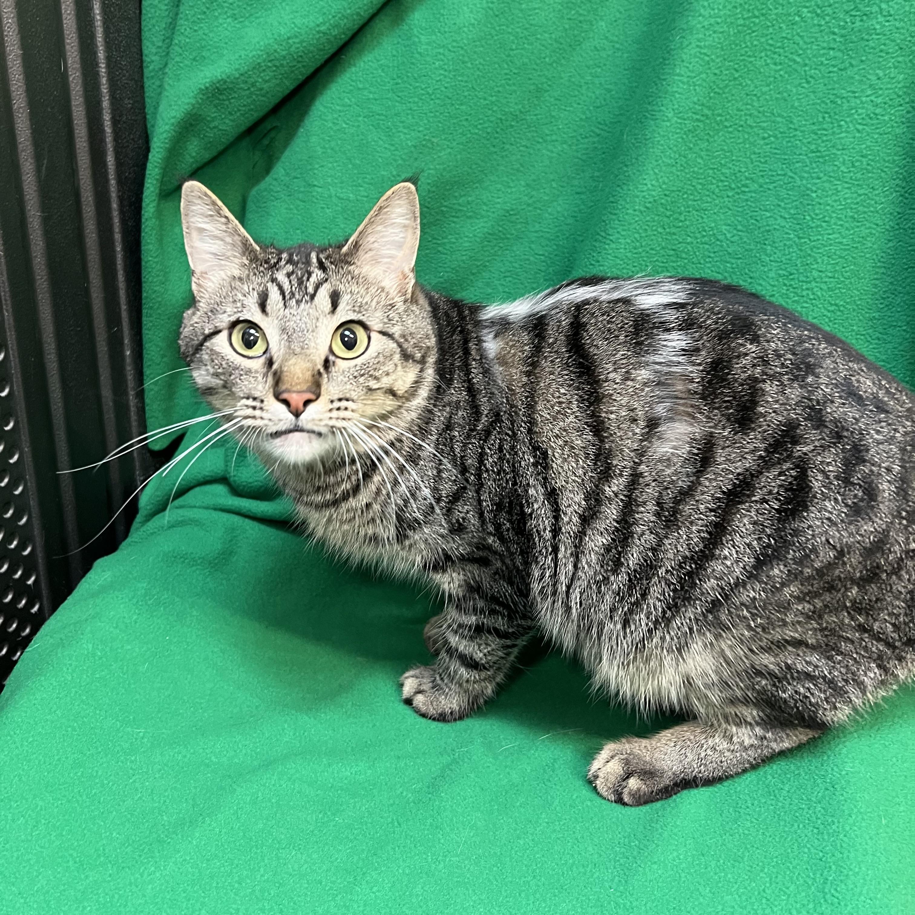 Zoomie, an adoptable Domestic Short Hair in Fairmont, MN image 6/6