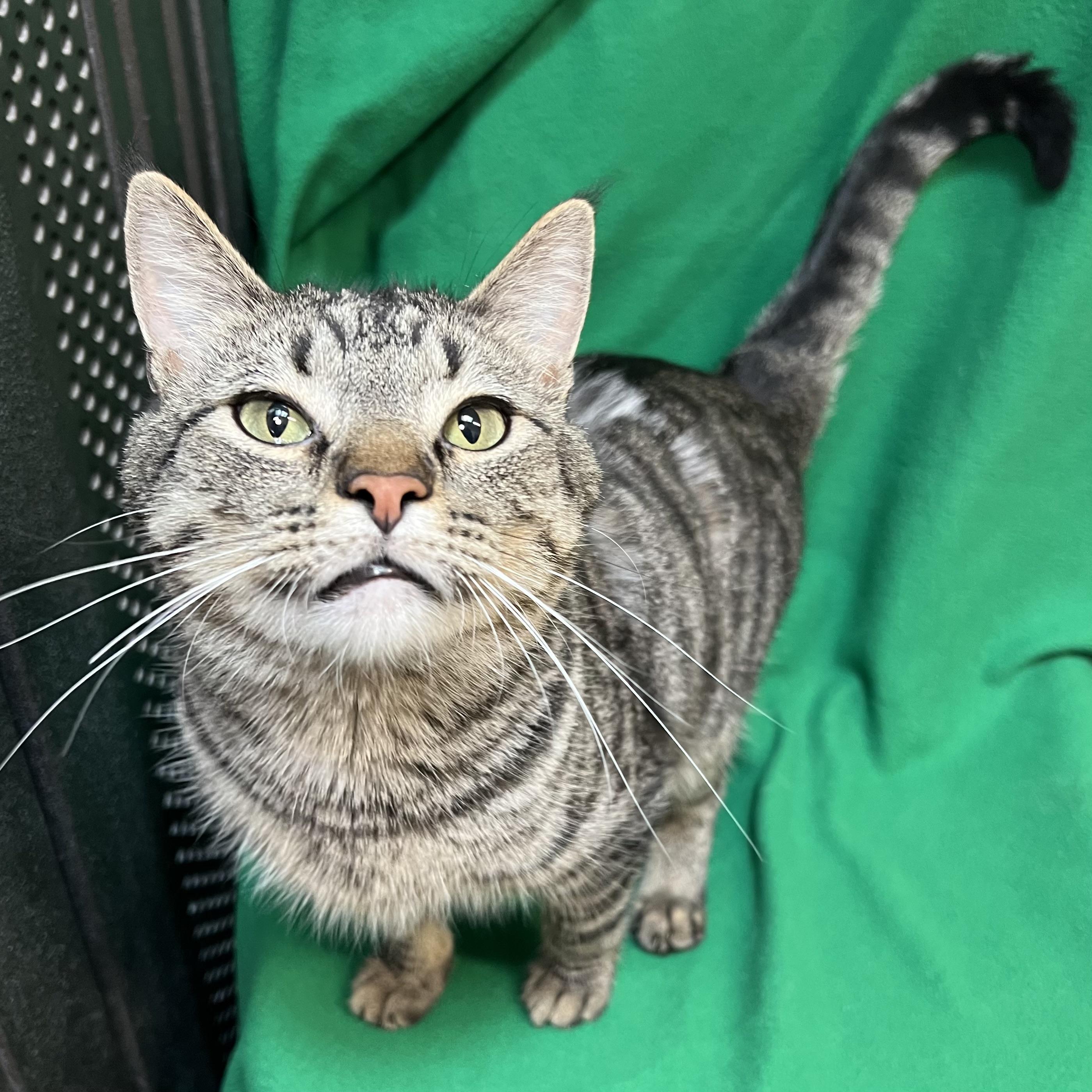 Zoomie, an adoptable Domestic Short Hair in Fairmont, MN image 1/6