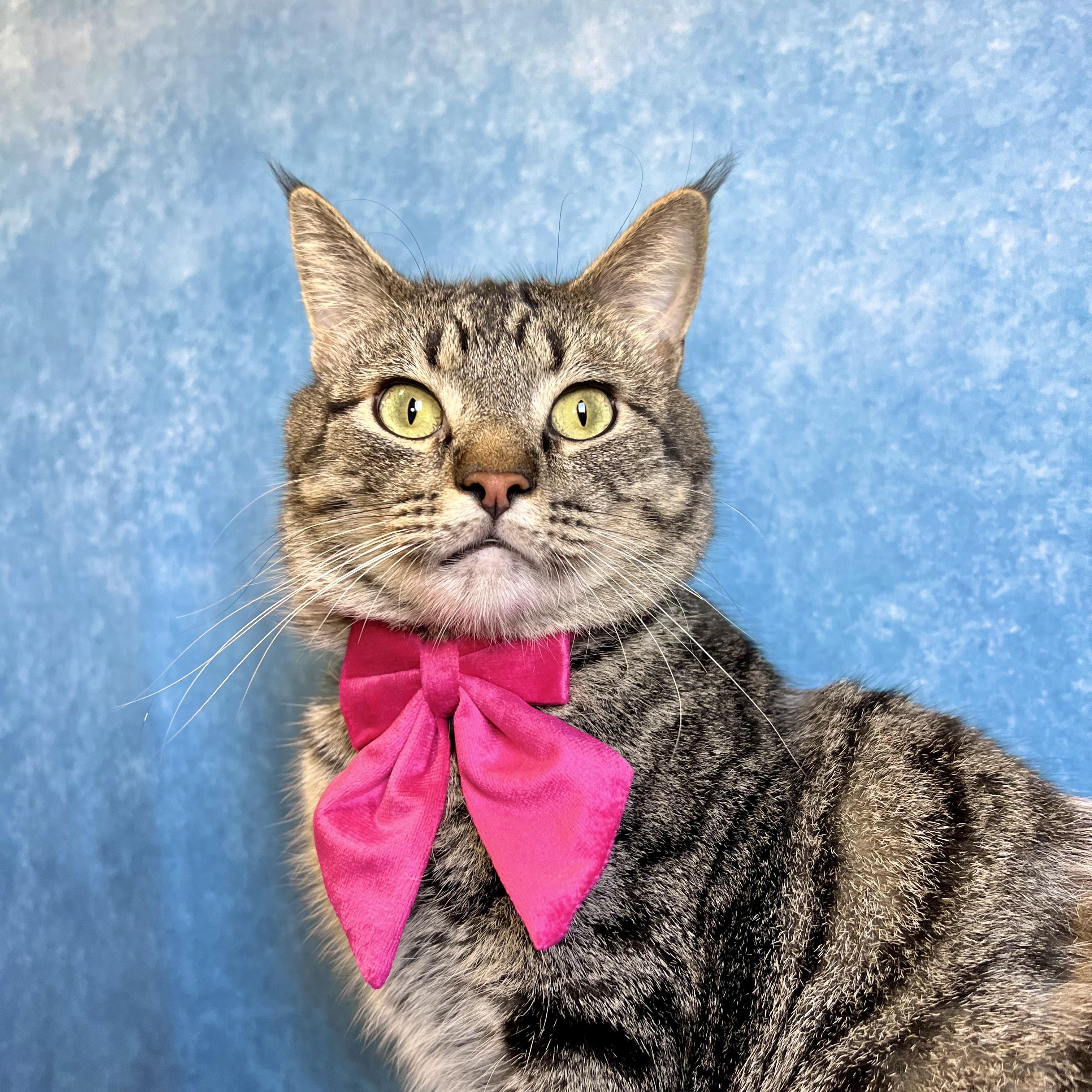 Zoomie, adoptable, Young Male Domestic Short Hair.