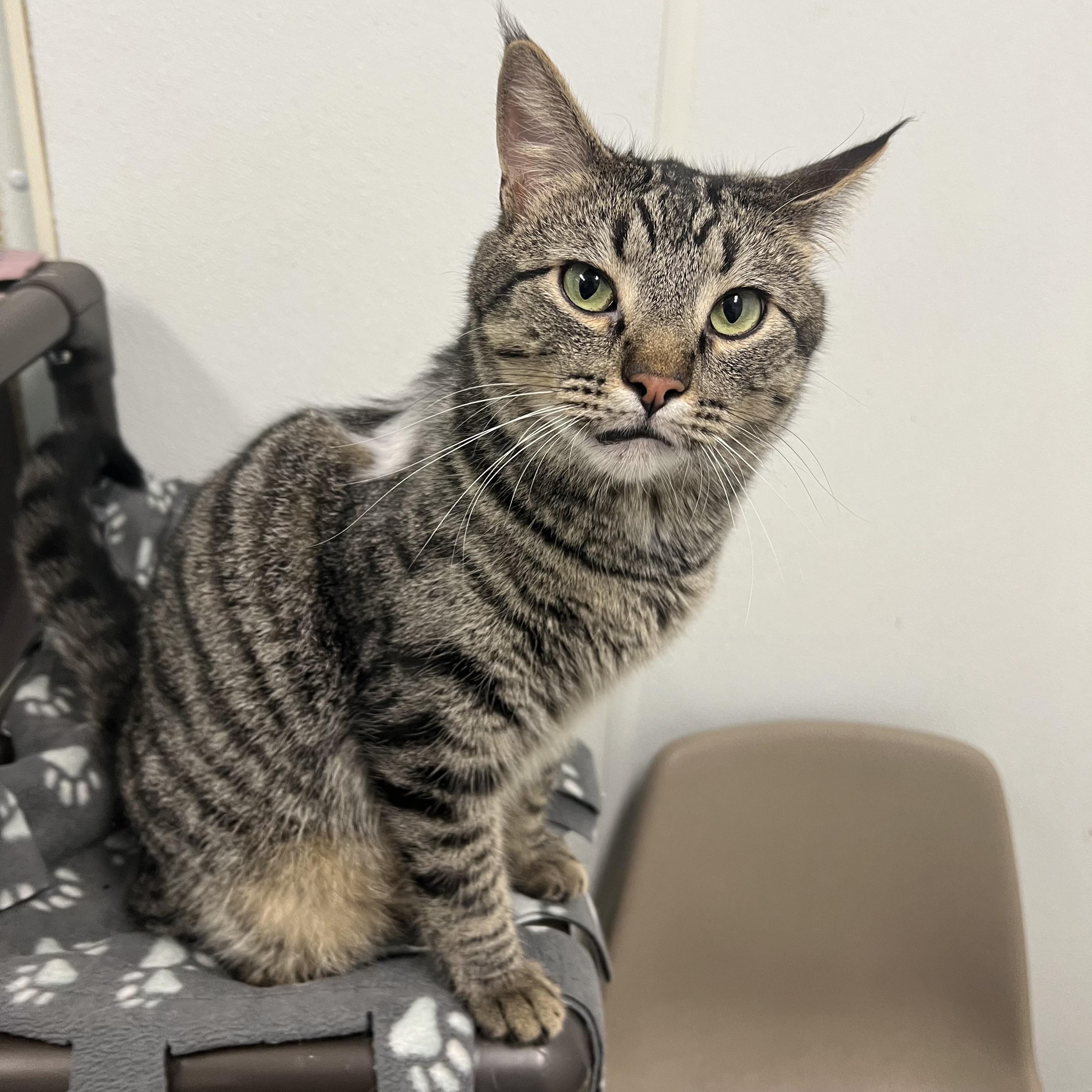 Zoomie - NO FEE (Sponsored by Figueroas Construction), an adoptable Domestic Short Hair in Fairmont, MN image 3/6