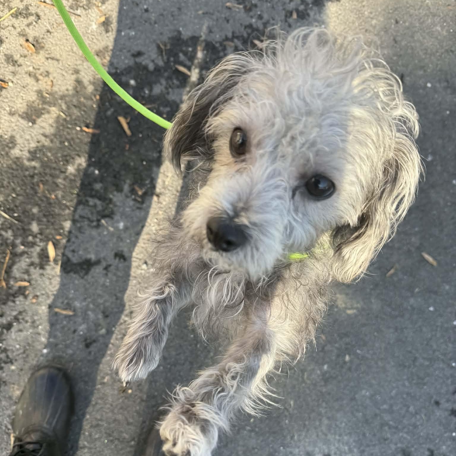 Enlarge Wimsy, an adopted Terrier in Orange, VA image 3/3