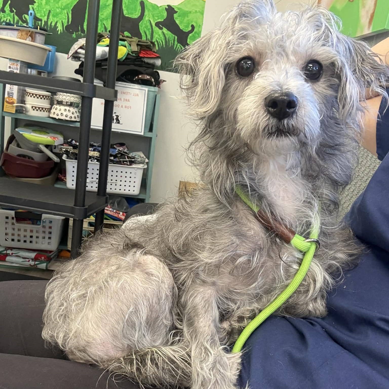 Enlarge Wimsy, an adopted Terrier in Orange, VA image 1/3