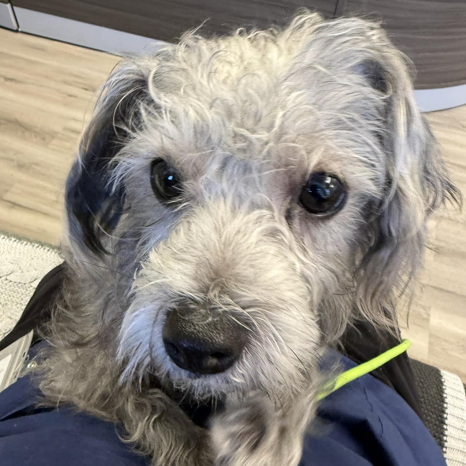 Enlarge Wimsy, an adopted Terrier in Orange, VA image 2/3