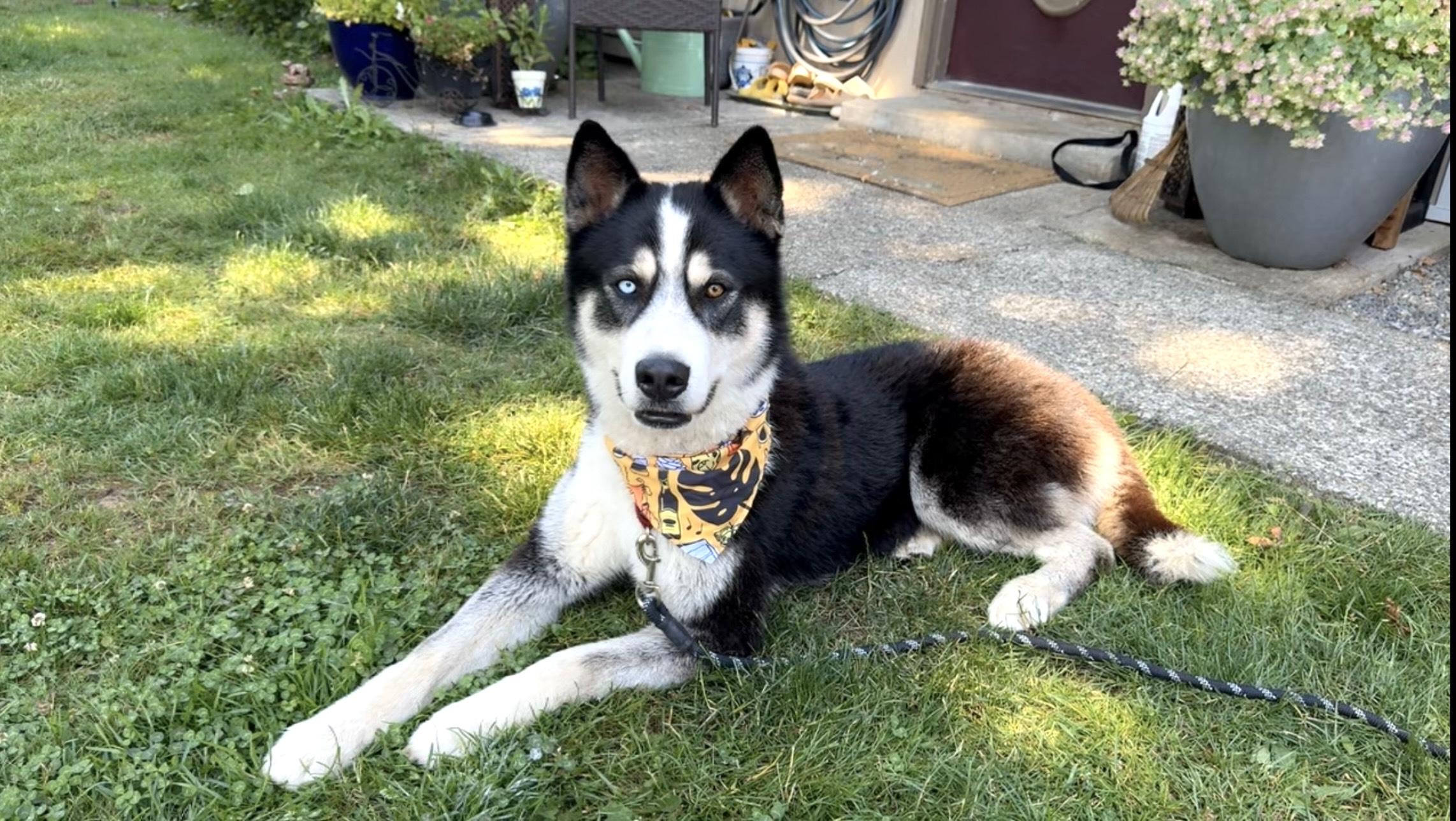 Enlarge Ranger, a Adoptable Husky in Springfield, OR image 2/6