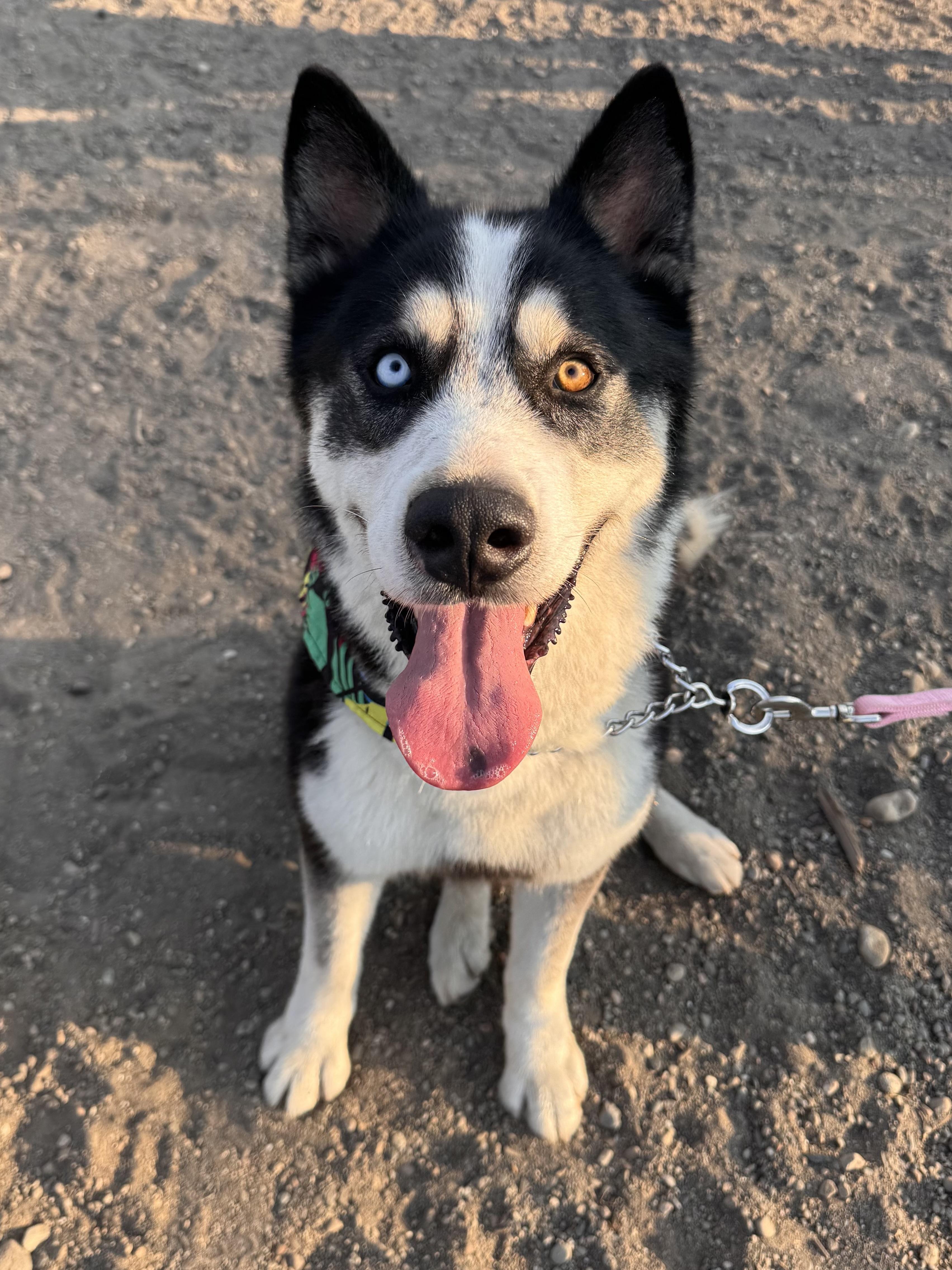 Enlarge Ranger, a Adoptable Husky in Springfield, OR image 1/6
