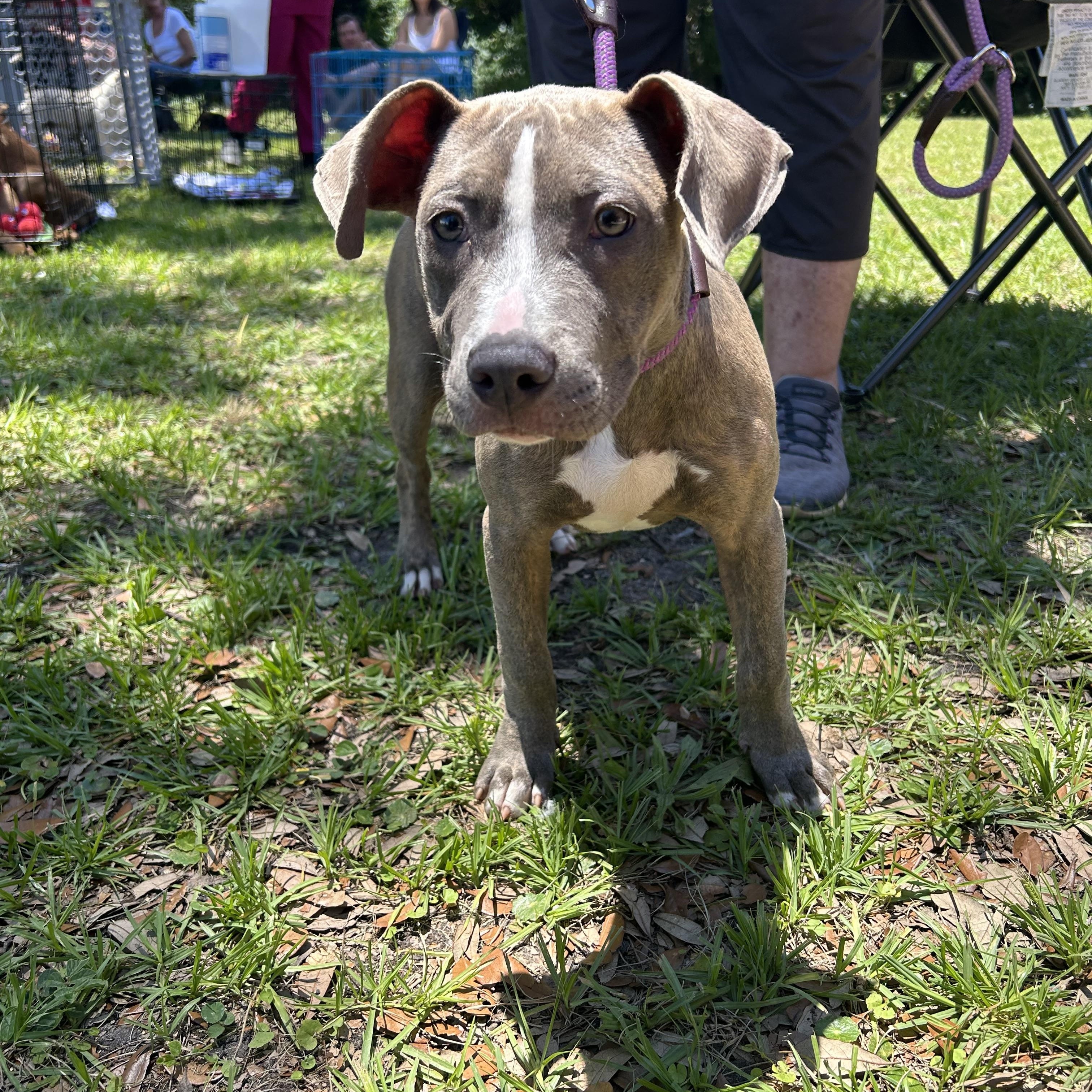 Addison, adopted, Puppy Female Terrier & Boxer.