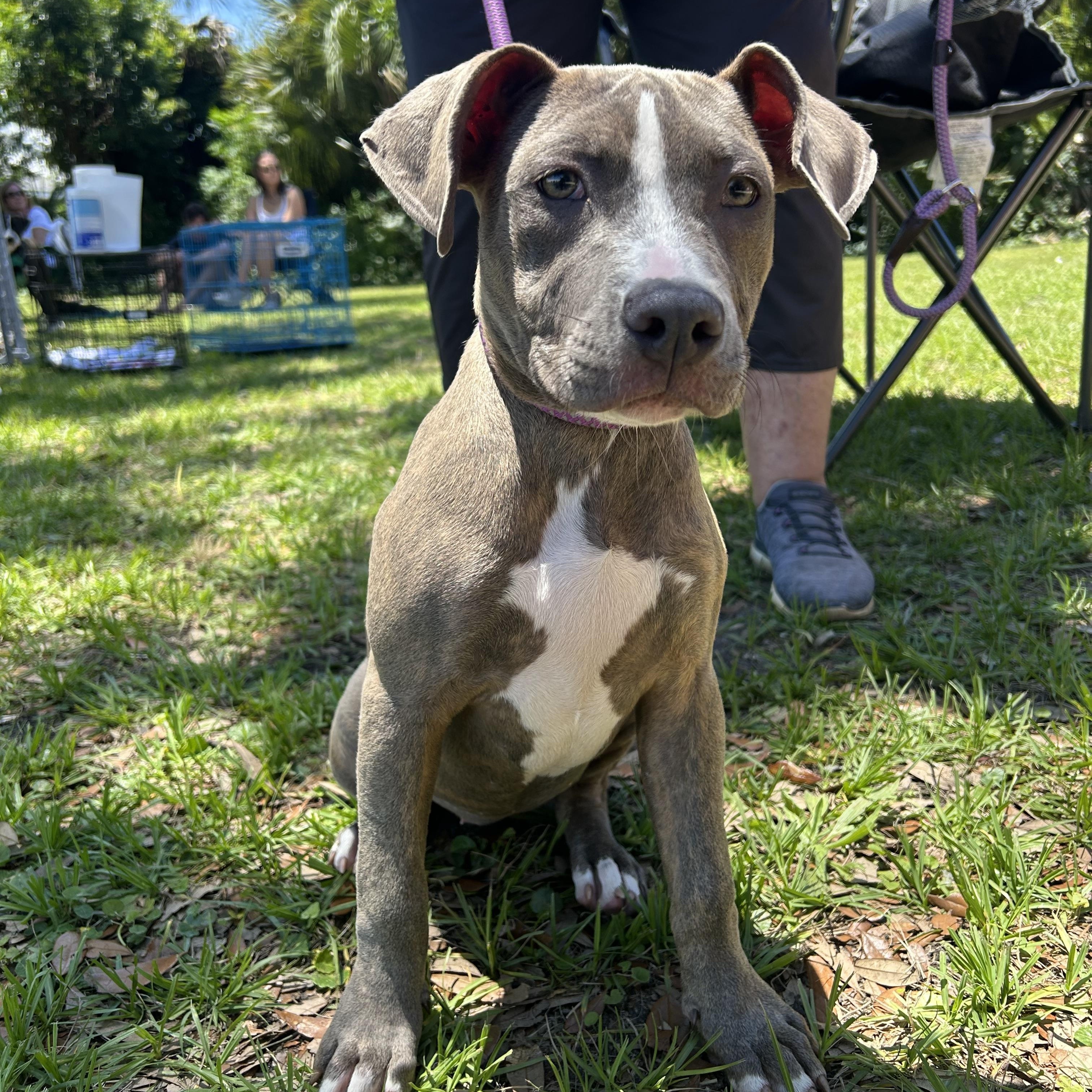 Addison, an adopted mixed breed in Pensacola, FL image 2/3
