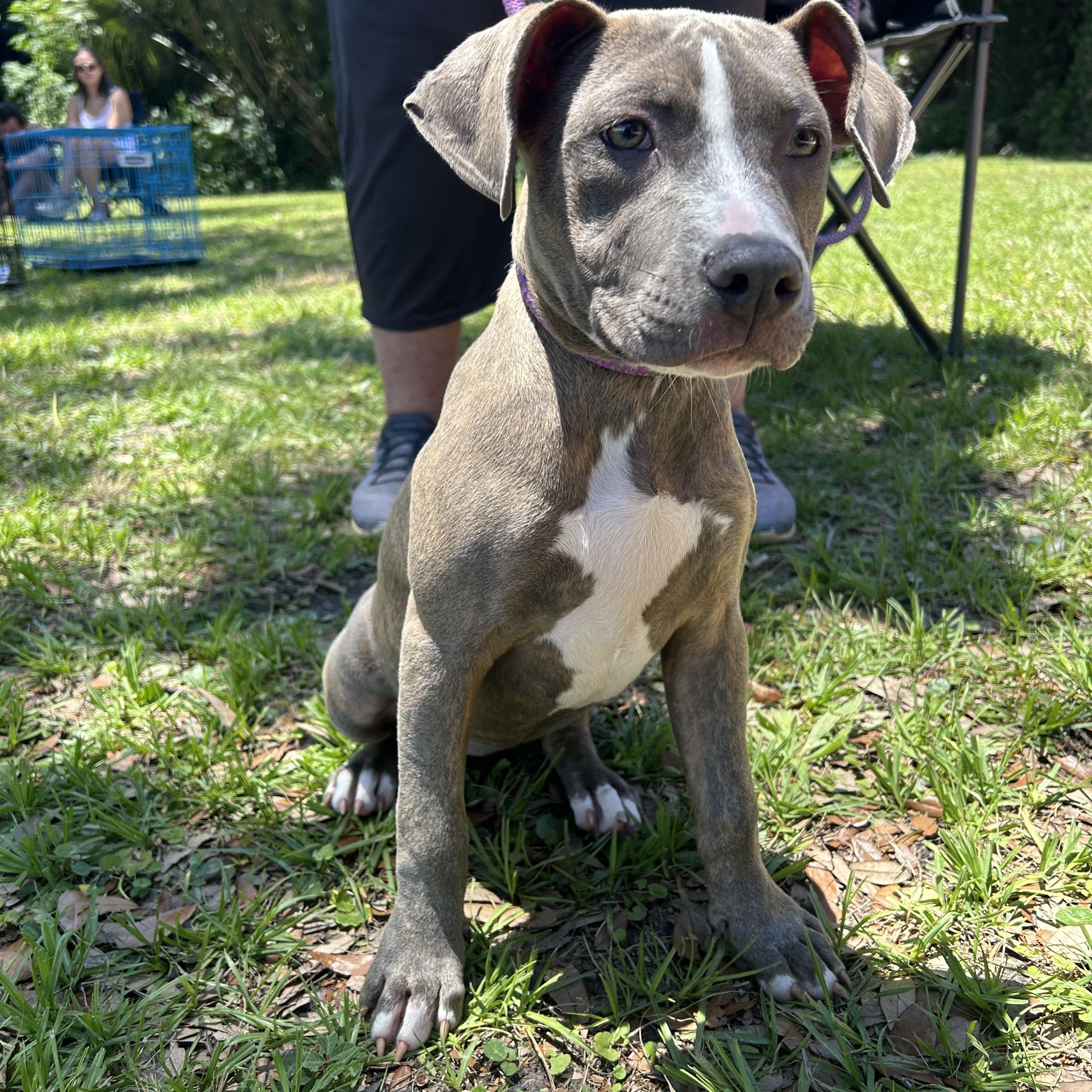 Addison, an adopted mixed breed in Pensacola, FL image 3/3