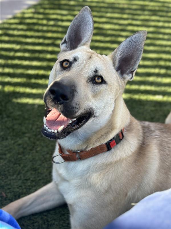 Goldeneye, Adoptable, Adult Male German Shepherd Dog.