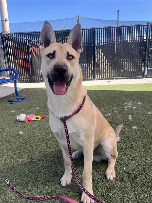 Enlarge Goldeneye, a Adoptable German Shepherd Dog in Elk Grove, CA image 1/2